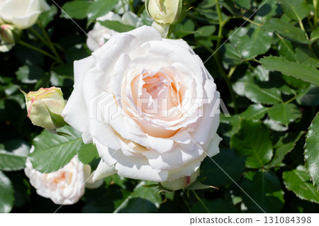 羅斯（Blanc Pierre de Ronsard） 131084398