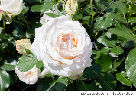 Rose (Blanc Pierre de Ronsard) Rose (Blanc Pierre de Ronsard) 131084399