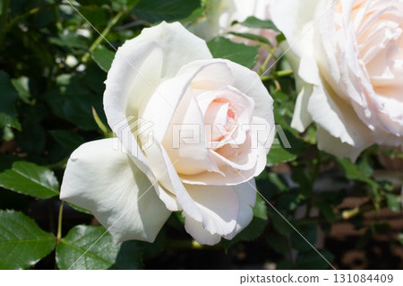 Rose (Blanc Pierre de Ronsard) Rose (Blanc Pierre de Ronsard) 131084409