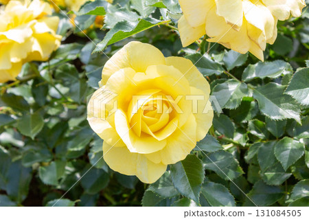 Roses (sun-flare) 131084505