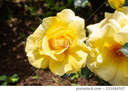 玫瑰(太陽耀斑) 玫瑰(太陽耀斑) 131084507