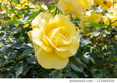 Roses (sun-flare) 131084508