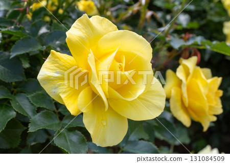 Roses (sun-flare) Roses (sun-flare) 131084509