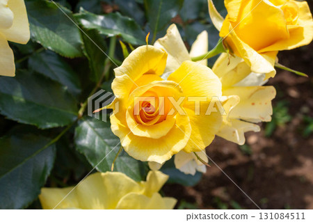 Roses (sun-flare) Roses (sun-flare) 131084511