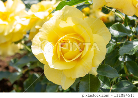 Roses (sun-flare) 131084515