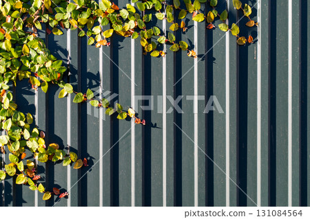 Leaves and Shadows Intertwine on Green Corrugated Leaves and Shadows Intertwine on Green Corrugated 131084564