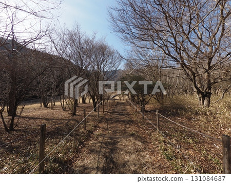 Odanuki Marsh in February (Fujinomiya City, Shizuoka Prefecture) Odanuki Marsh in February (Fujinomiya City, Shizuoka Prefecture) 131084687
