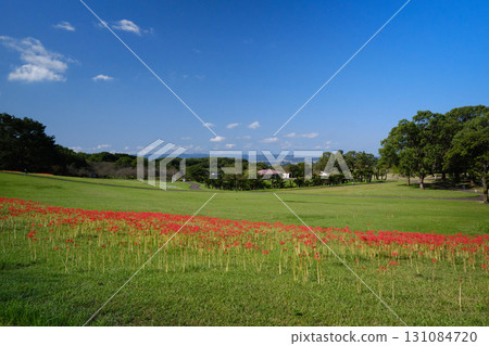 Autumn scenery with blooming cluster amaryllis Autumn scenery with blooming cluster amaryllis 131084720