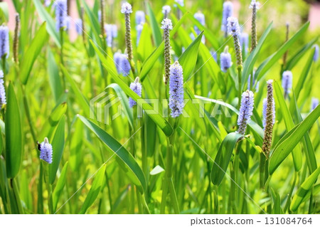 Flowers of Pontedera 131084764