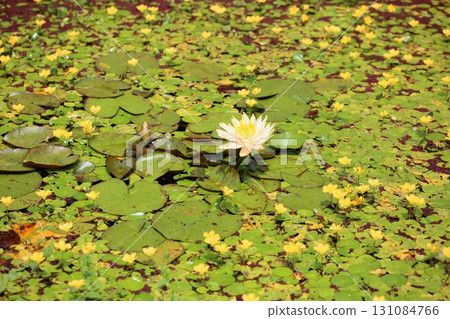 Water lilies Water lilies 131084766