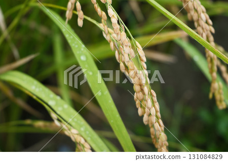 雨滴落在稻穗上 131084829