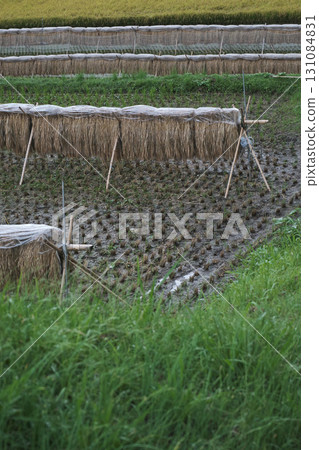 掛著稻穗 131084831