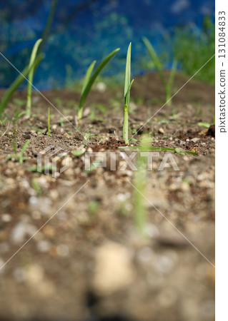 Garlic sprouts growing in autumn 131084833