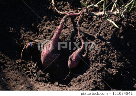 Sweet potato in the soil leading to the vine 131084841