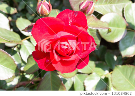 Rose (Euro Piana) 131084862