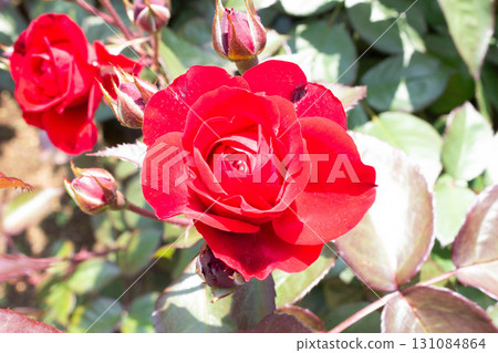Rose (Euro Piana) 131084864