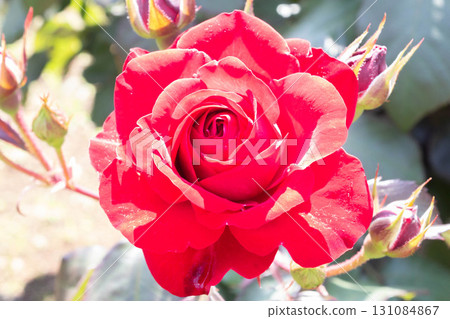 Rose (Euro Piana) 131084867