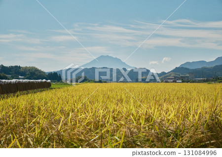 Golden rice and Sakurajima scenery Golden rice and Sakurajima scenery 131084996