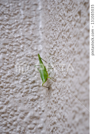 Grasshopper on the exterior wall 131085035