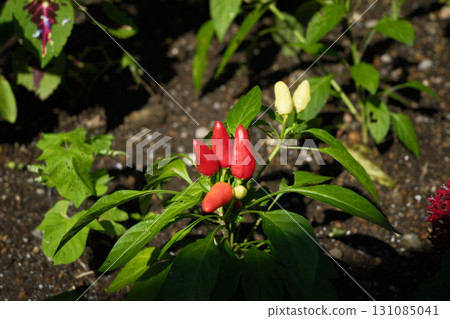 Cute red ornamental peppers Cute red ornamental peppers 131085041