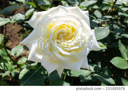 羅斯（沙斯塔山） 131085076