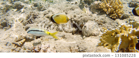 Underwater seascape on the coral reef in Red Sea, Egypt 131085228