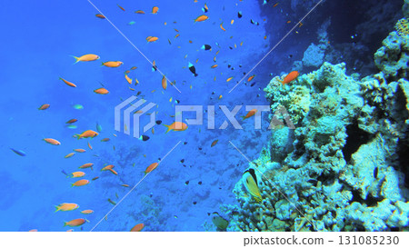 Underwater seascape on the coral reef in Red Sea, Egypt 131085230