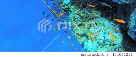 Underwater seascape on the coral reef in Red Sea, Egypt 131085231