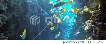 Underwater seascape on the coral reef in Red Sea, Egypt 131085232
