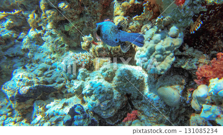 Underwater seascape on the coral reef in Red Sea, Egypt 131085234