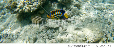 Underwater seascape on the coral reef in Red Sea, Egypt Underwater seascape on the coral reef in Red Sea, Egypt 131085235