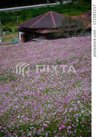 Scenery of Uehara Highland Cosmos Garden 131085257