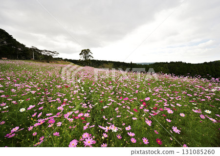A view of the cosmos fields in full bloom on the Uehara Plateau 131085260