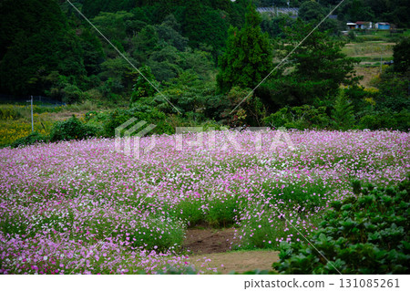 上原高原的宇宙 上原高原的宇宙 131085261