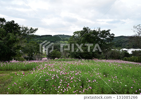 上原高原大波斯菊花園的自然風光 131085266