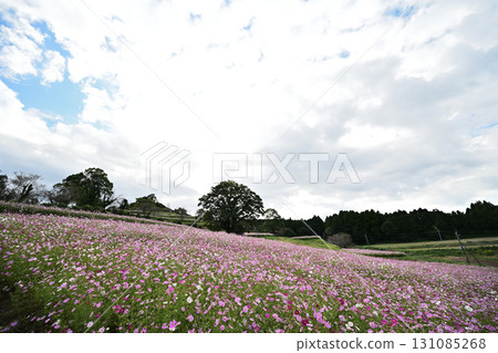 上原高原大波斯菊花園的秋景 131085268