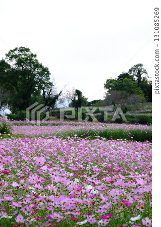 上原高原可愛的粉紅大波斯菊 131085269