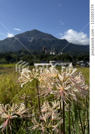Rice fields at the end of autumn harvest and cluster amaryllis blooming on the footpaths of Mt. Buko 131085374