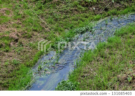 A beautiful stream with clear green water A beautiful stream with clear green water 131085403