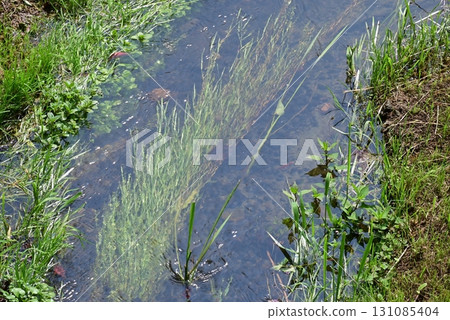 A beautiful stream with clear green water A beautiful stream with clear green water 131085404
