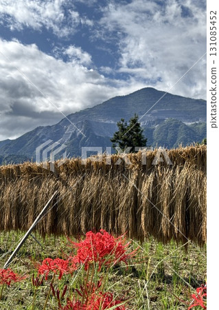 Red spider lilies blooming in the Terasaka terraced rice fields in autumn 131085452