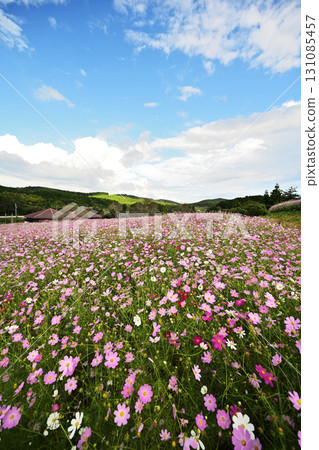 上原高原大波斯菊花園盛開 131085457