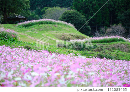 山丘上盛開的上原高原大波斯菊花園 131085465