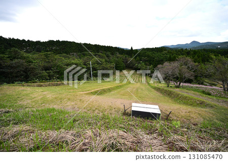 Grass skiing at Uehara Highlands Grass skiing at Uehara Highlands 131085470