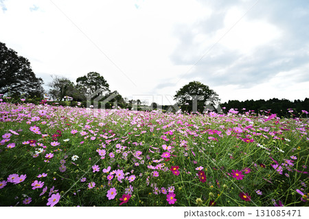 Natural scenery at Uehara Highlands Cosmos Garden Natural scenery at Uehara Highlands Cosmos Garden 131085471