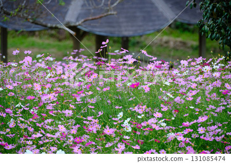 盛開著可愛大波斯菊的公園 盛開著可愛大波斯菊的公園 131085474