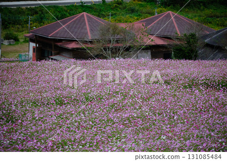 上原高原盛開的波斯菊自然景觀 131085484