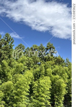 Fresh greenery shining against the blue sky 131085622