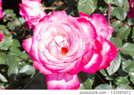 Roses (torch) Roses (torch) 131085672