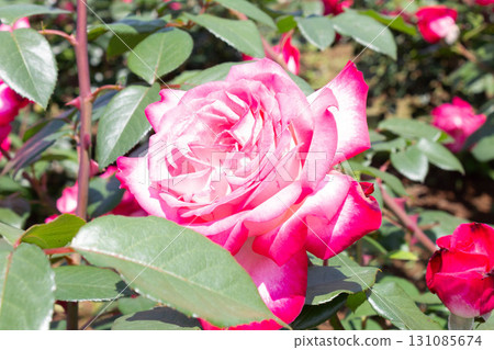 Roses (torch) 131085674